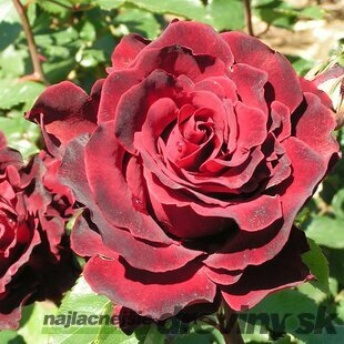 Ruža veľkokvetá Hommage a Barbara, v črepníku 4l Rosa Hommage a Barbara