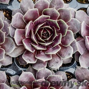 Skalná Ruža Big Sam Purple Quartz, výška 15/20 cm, v črepníku 2l Sempevirum Big Sam Purple Quartz