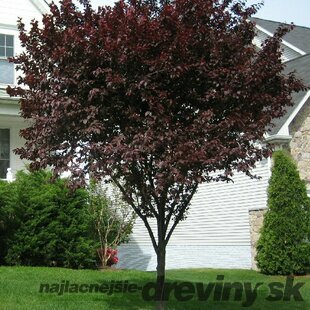 Slivka čerešňoplodá Nigra, 250/+cm, na kmienku 200 cm , obvod 6/8 cm, v črepníku Prunus cerasifera Nigra