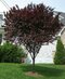 Slivka čerešňoplodá Nigra, výška 180/220 cm Prunus cerasifera Nigra