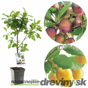 Slivka ‘Duo-Pruim‘, výška 180/200 cm, v črepníku P24 , podpník slivka Wangenheimova Prunus domestica ‘Duo-Pruim‘