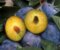 Slivka Herman skorá, výška 100/150 cm, v črepníku , podpník slivka Wangenheimova Prunus domestica