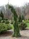 Smrek Omorika Pendula, výška 180/200 cm, v črepníku 65l Picea omorika pendula