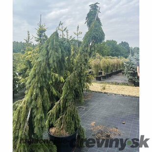 Smrek Omorika, výška 200/250 cm, v květináči 130l Picea omorika Kozienice