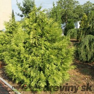 Tuja riasnatá Zebrina, výška 40/60 cm, v črepníku 3l Thuja plicata Zebrina