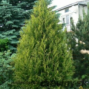 Tuja západná Aureospicata, 160-180cm, v črepníku Thuja occidentalis Aureospicata