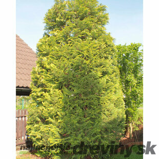 Tuja západna ‘Yellow Diamond‘ PBR, výška 30/40 cm, v črepníku Thuja occidentalis ‘Yellow Diamond‘ PBR