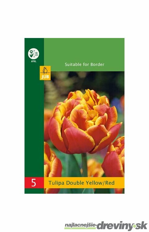 Tulipán žlto - červený, balenie 5 ks TULIPA YELLOW - RED