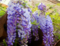Vistéria kvetnatá Ludwig Lavin 70/90 cm, v črepníku Wisteria florida Ludwig Lavin