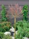 Vŕba štíhlopestíková ´MOUNT ASO´, výška 80/100 cm, v črepníku 4l Salix gracilistyla ´MOUNT ASO´