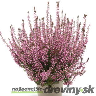 Vres obyčajný ‘Romy‘‘, výška 10/15 cm, v črepníku 1l Calluna vulgaris Romy