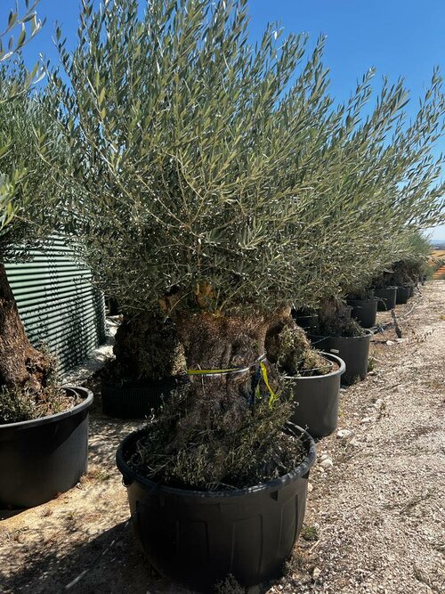 Zberateľský olivovník európsky 80 ročný bonsaj, v črepníku Olea Europaea