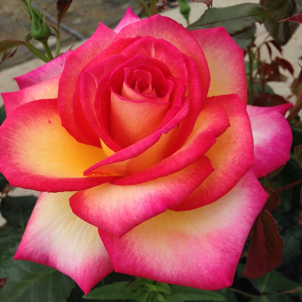 malibu роза эквадор