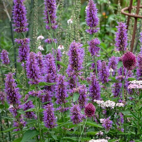 Agastache Blue Boa, v črepníku P9, 10/15 cm Agastache Blue Boa