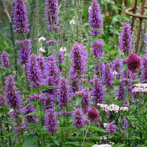 Agastache Blue Boa, v črepníku P9, 10/15 cm Agastache Blue Boa