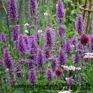 Agastache Blue Boa, v črepníku P9, 10/15 cm Agastache Blue Boa