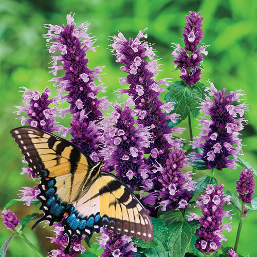 Agastache Vrásčité ‘Black Adder‘, výška 70/90 cm, v črepníku Agastache ‘Black Adder‘