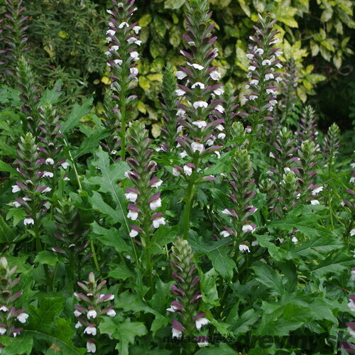 Akant mäkký, v črepníku P9, 10/15 cm Acanthus mollis