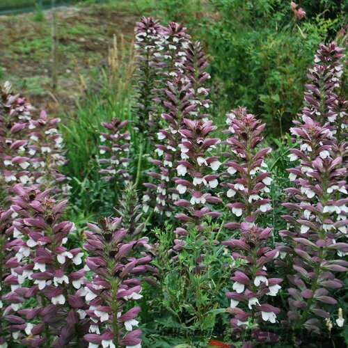 Akant tŕnitý, v črepníku P9, 10/15 cm Acanthus spinosus