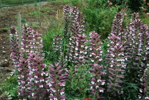 Akant tŕnitý, v črepníku P9, 10/15 cm Acanthus spinosus