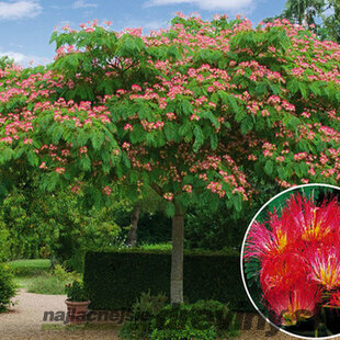 AKCIA Albízia perzský hodvábny strom, v črepníku 30/40 cm Albizia julibrissin