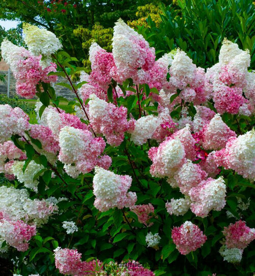 AKCIA ! Hortenzia metlinatá ´VANILLE FRAISE®´, výška 100/120 cm, v črepníku 10l Hydrangea Paniculata Vanille Fraise