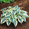 AKCIA Hosta Wide Brim, v črepníku Hosta ‘Wide Brim‘