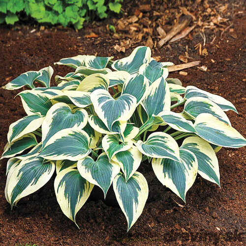 AKCIA Hosta Wide Brim, v črepníku Hosta ‘Wide Brim‘