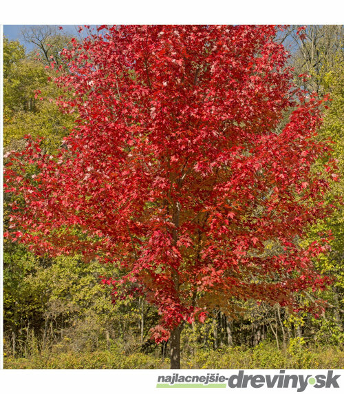 AKCIA Javor červený 170/200 cm, v črepníku Acer rubrum