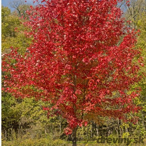 AKCIA Javor červený 170/200 cm, v črepníku Acer rubrum