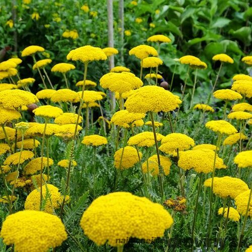 AKCIA ! Rebríček túžobníkový Cloth of Gold, v črepníku P9, 10/15 cm Achillea filipendulina Cloth of Gold