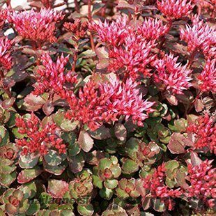 AKCIA !!! Rozchodník 7/12cm , v črepníku P9 Sedum