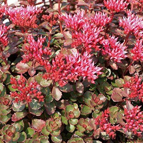 AKCIA !!! Rozchodník 7/12cm , v črepníku P9 Sedum