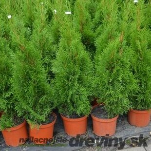 AKCIA ! Tuja západná Smaragd 100/120 cm, v črepníku Thuja occidentalis Smaragd