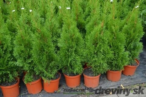 AKCIA ! Tuja západná Smaragd 100/120 cm, v črepníku Thuja occidentalis Smaragd