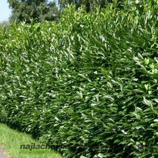 AKCIA ! Vavrínovec lekársky Caucasica, výška 80/100 cm, v črepníku 3l Prunus laurocerasus Caucasica