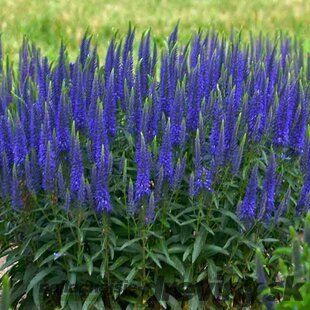 AKCIA ! Veronika - morský vánok , v črepníku Veronica spicata