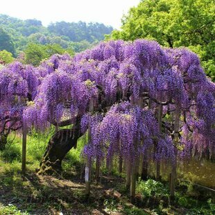 AKCIA ! Vistéria na kmienku 180/200 cm, obvod 6/8 cm, v črepníku Wisteria sinensis