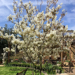 Amelanchier Lamarcki 80/100 cm, v črepníku 4l Amelanchier lamarckii