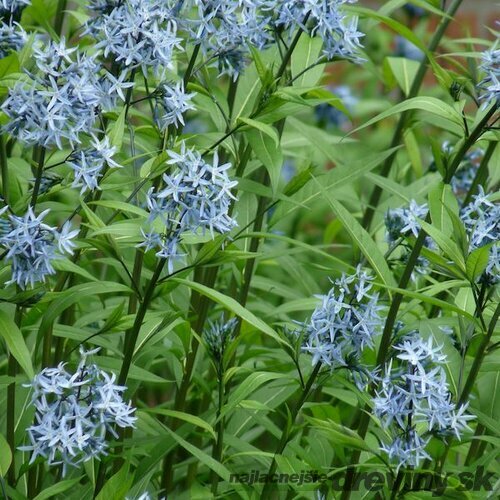 Amsónia modrá hviezda, v črepníku P9, 10/15 cm Amsonia tabernaemontana