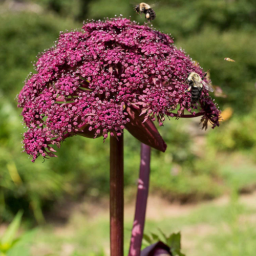 Angelika obrovská, v črepníku P9, 10/15 cm Angelica gigas