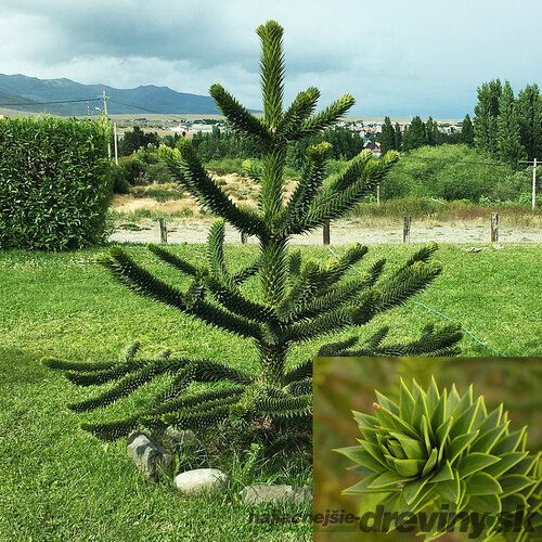 Araukária andská 10/20 cm, v črepníku Araucaria araucana