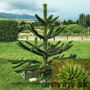 Araukária andská 10/20 cm, v črepníku Araucaria araucana