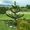 Araukária andská 10/20 cm, v črepníku Araucaria araucana