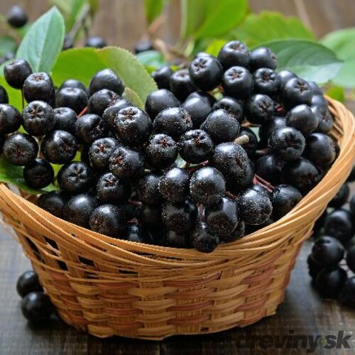 Arónia Hugin, v črepníku 3l Aronia melanocarpa Hugin