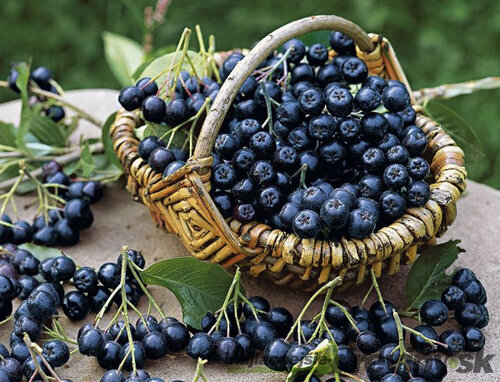 Arónia Nero, v črepníku 3l Aronia melanocarpa Nero