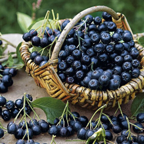 Arónia Nero, v črepníku 3l Aronia melanocarpa Nero