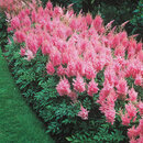 Astilbe