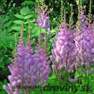 Astilbe čínska “Pumila”, v črepníku Astilbe chinensis Pumila