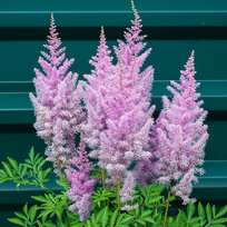 Astilbe Purple Rain ružová, výška 40/60 cm, v črepníku 2l Astilbe japonica Purple Rain